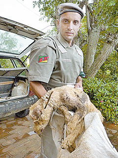 Guri coloca fogo em cão no Piquiri