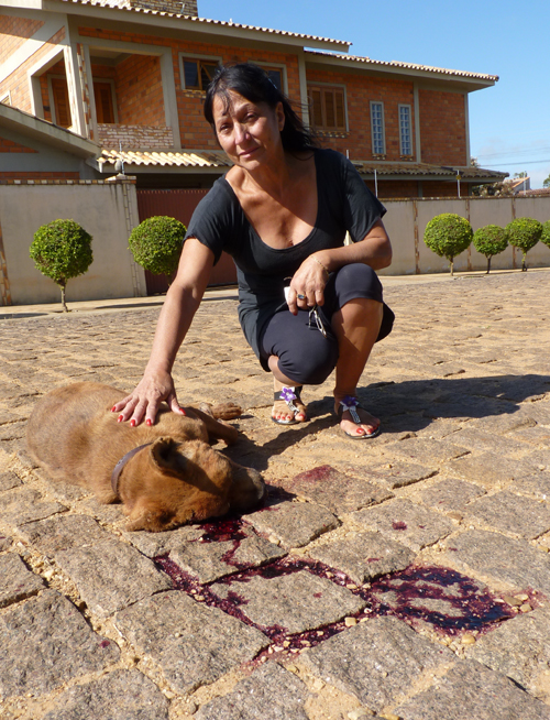 Empresário mata cão de vizinha com enxadada na Vila Verde