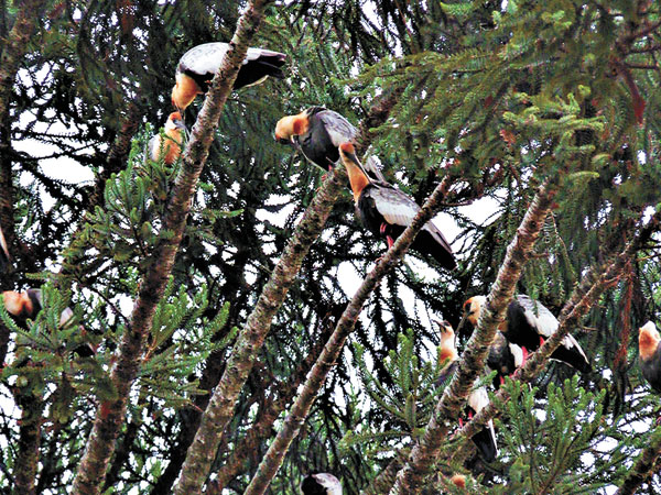 Curicacas em Cachoeira