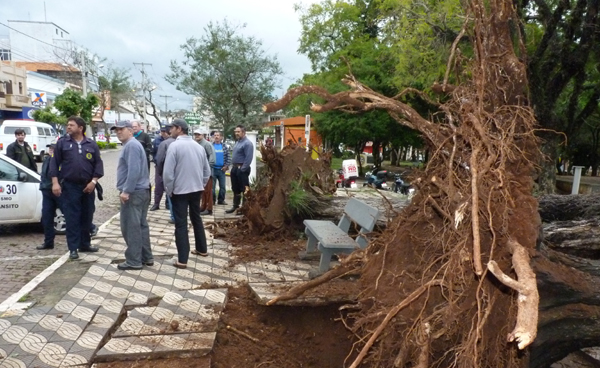 Caem mais duas tipuanas da Praça José Bonifácio