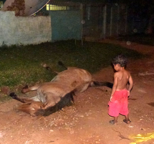 Cavalo morre em via pública no Bairro Barcelos