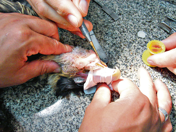 Gavião ferido a bala ganha um bico artificial