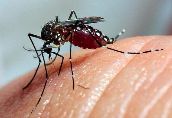 Apenas um caso de dengue em 2025