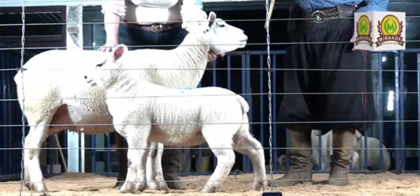 Remate texel vendeu tudo na 74ª Feapec