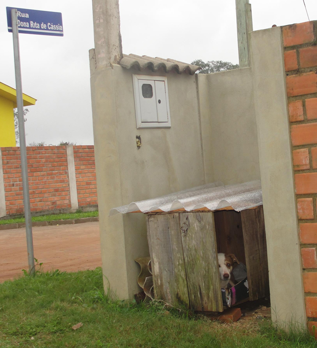 Cachorro de rua ganha casinha para se proteger do frio