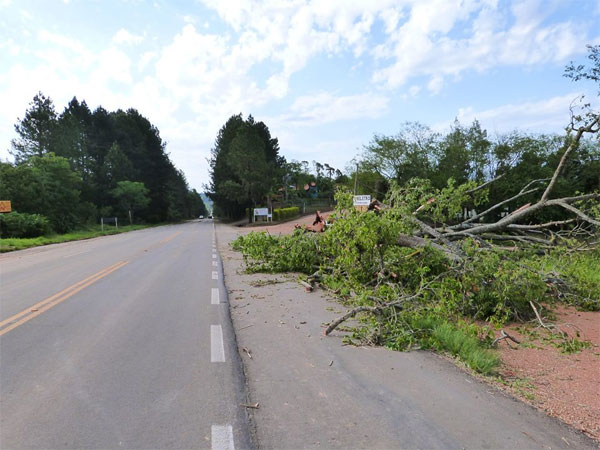 Paineira que caiu na entrada do Bosque será substituída