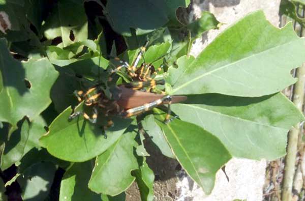 Gafanhotos atacam vegetação de terreno no Bairro Ponche Verde