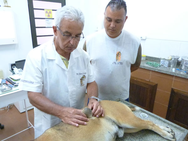 Salomão salva mais um cachorro de rua