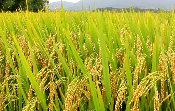 Edição de março do JP Rural circulará na quinta-feira da semana que vem