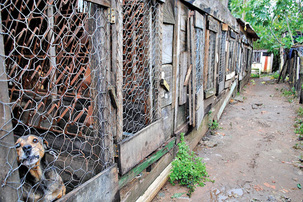 Animais sofrem na Acapa