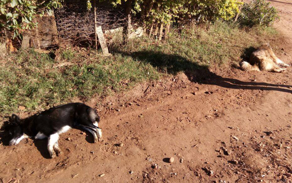 Pelo menos 10 cachorros foram exterminados nesta madrugada no Bairro Promorar