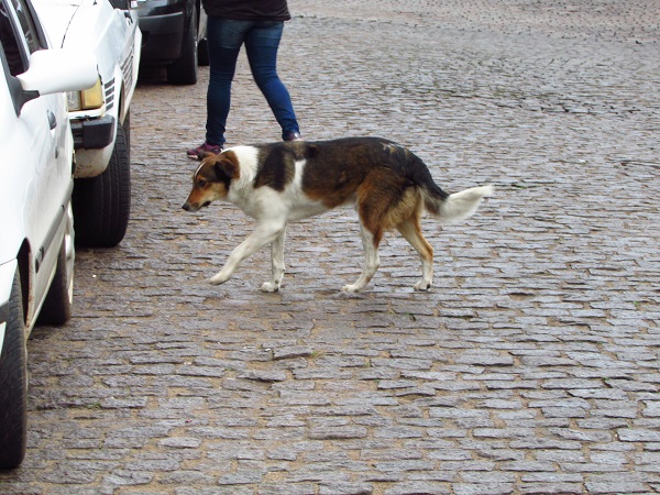 Prefeitura anuncia que vai recolher cães das praças