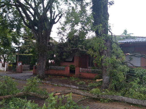 Temporal derruba árvore e bloqueia a Marechal Floriano