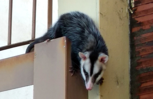 Biólogo resgata gambá no centro da cidade e o devolve à natureza