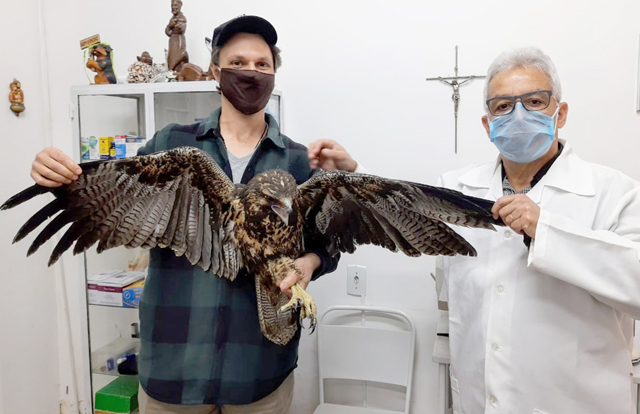 Águia rara se recupera no Zoológico de Cachoeira para voltar à natureza