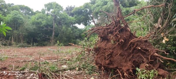 Prefeitura devastou 0,4 hectare de mata no Vila Nova