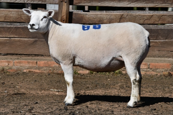 Remate oferta a elite do texel em Cachoeira do Sul