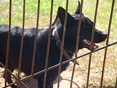 Cão ataca e fere criança