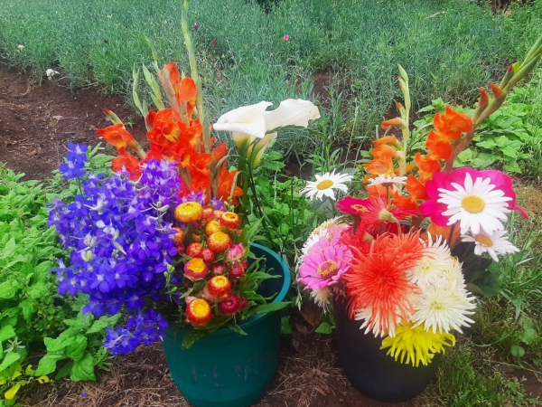 Antecipada a colheita de flores para o Dia dos Finados