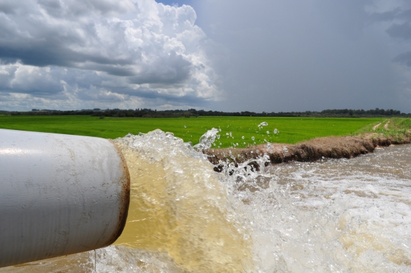 Safra de arroz arranca com 163 sacos/ha em Cachoeira do Sul