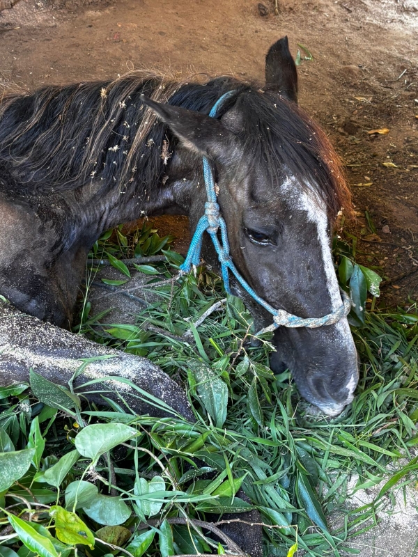 Operação salva cavalo em sanga no Bairro Barcelos 