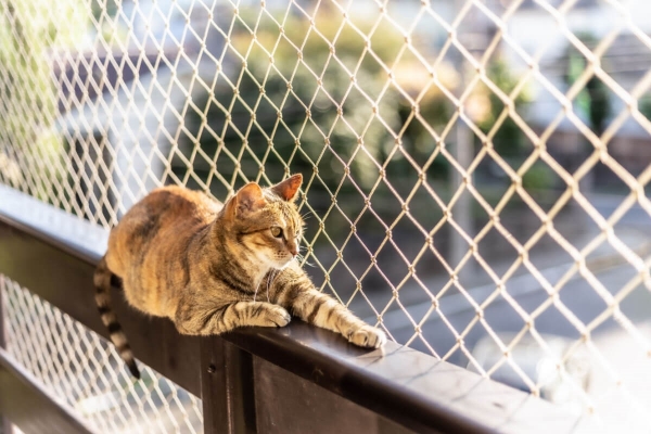 Gatos: Criação Indoor, o que significa e quais as vantagens?