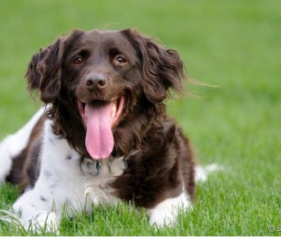 Cachorro agitado e ofegante: o que pode estar acontecendo?