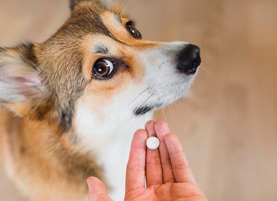 Como dar remédio para cães