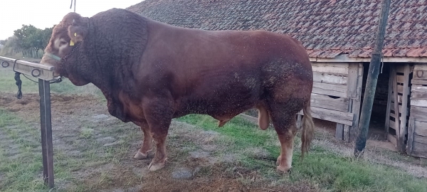 Fazenda Boa Esperança prepara touro peso pesado para Expointer