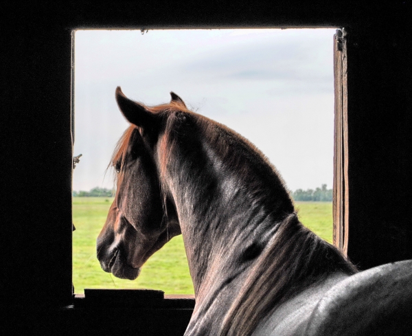 Semana do Cavalo Crioulo inicia nesta quarta-feira