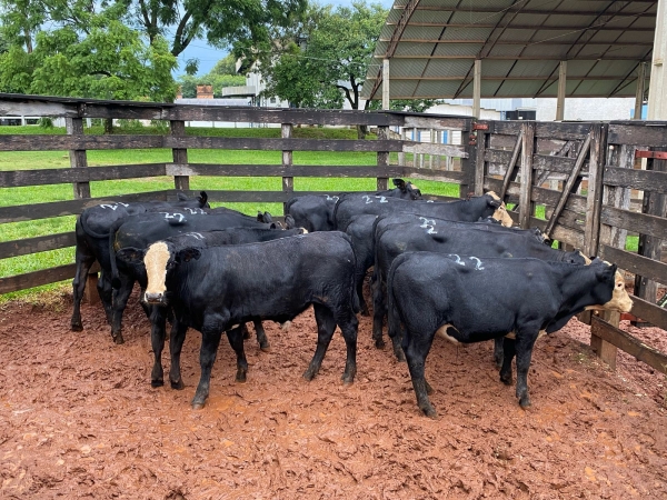 Centauro promove remate nesta quinta-feira em Cachoeira do Sul 