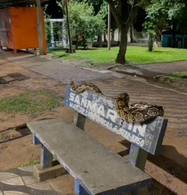 Viraliza vídeo de cobra em banco na Praça José Bonifácio 